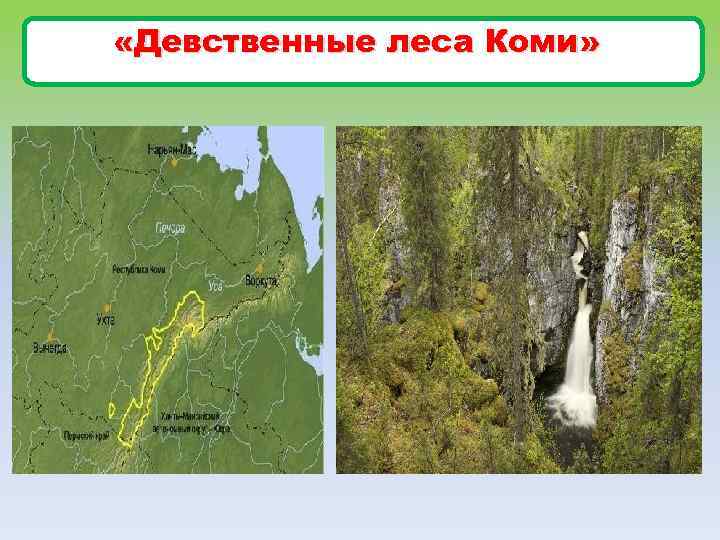 «Девственные леса Коми» 