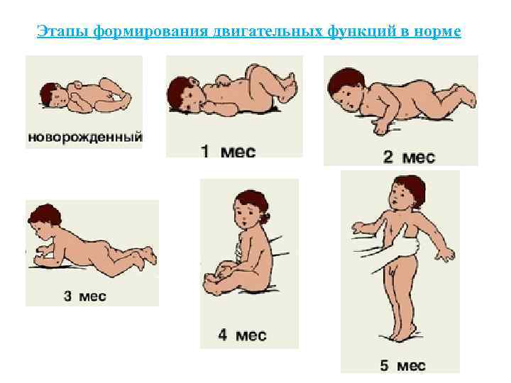 Этапы формирования двигательных функций в норме 