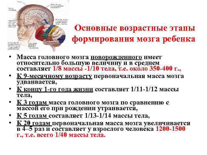 Основные возрастные этапы формирования мозга ребенка • Масса головного мозга новорожденного имеет относительно большую