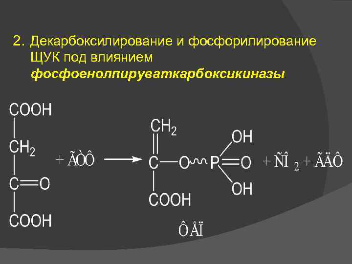 2. Декарбоксилирование и фосфорилирование ЩУК под влиянием фосфоенолпируваткарбоксикиназы 