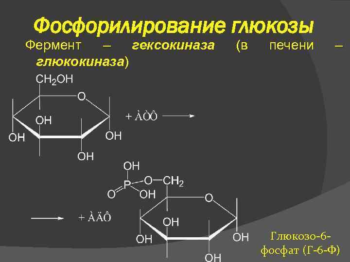 Фосфорилирование глюкозы Фермент – гексокиназа глюкокиназа) (в печени – Глюкозо-6 фосфат (Г-6 -Ф) 