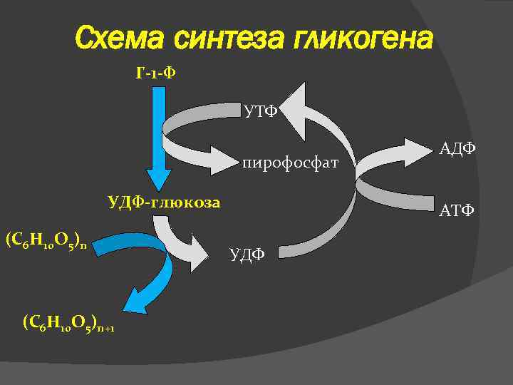 Схема синтеза гликогена Г-1 -Ф УТФ пирофосфат УДФ-глюкоза (С 6 Н 10 О 5)n+1