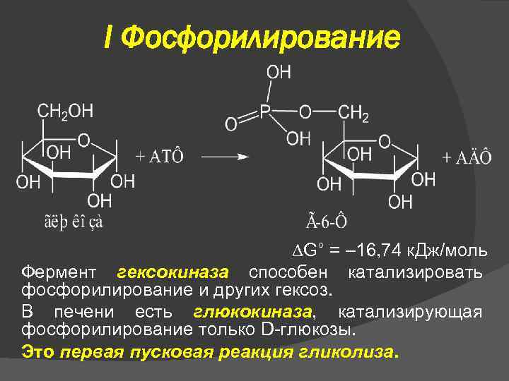 I Фосфорилирование G° = – 16, 74 к. Дж/моль Фермент гексокиназа способен катализировать фосфорилирование