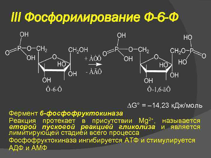 III Фосфорилирование Ф-6 -Ф G° = – 14, 23 к. Дж/моль Фермент 6 -фосфофруктокиназа