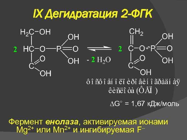 IX Дегидратация 2 -ФГК G° = 1, 67 к. Дж/моль Фермент енолаза, активируемая ионами