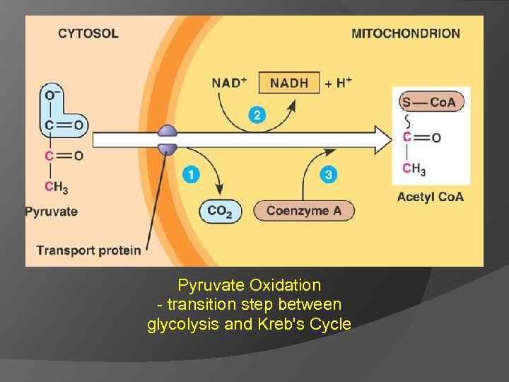 Pyruvate Oxidation - transition step between glycolysis and Kreb's Cycle 
