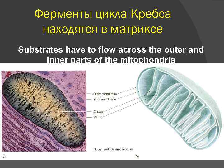 Ферменты цикла Кребса находятся в матриксе Substrates have to flow across the outer and