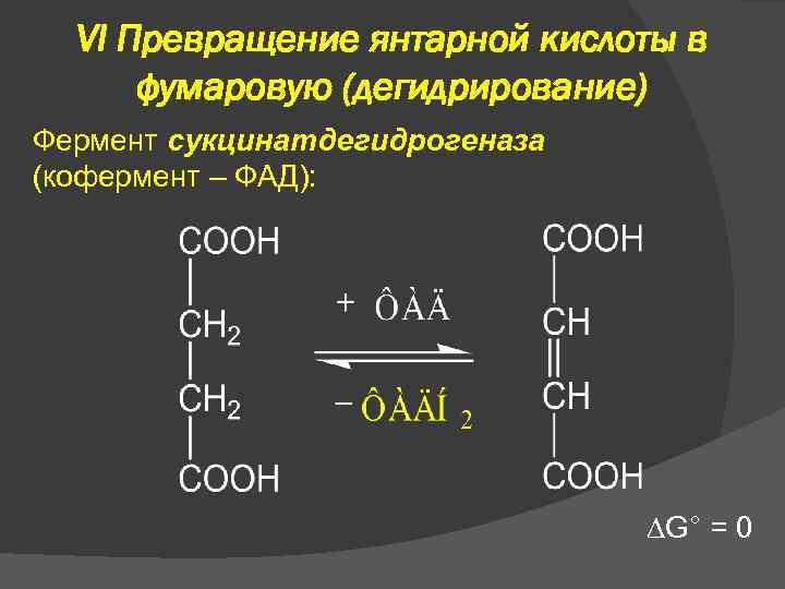 VI Превращение янтарной кислоты в фумаровую (дегидрирование) Фермент сукцинатдегидрогеназа (кофермент – ФАД): G° =