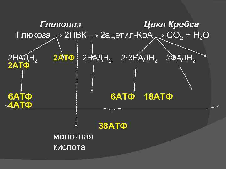 Гликолиз Цикл Кребса Глюкоза → 2 ПВК → 2 ацетил-Ко. А → СО 2
