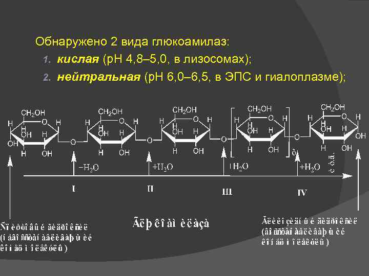 Обнаружено 2 вида глюкоамилаз: 1. кислая (р. Н 4, 8– 5, 0, в лизосомах);