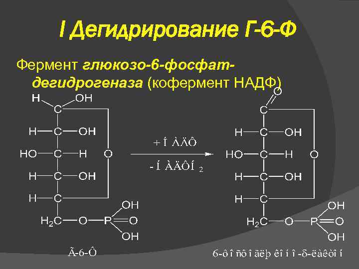 I Дегидрирование Г-6 -Ф Фермент глюкозо-6 -фосфатдегидрогеназа (кофермент НАДФ) 