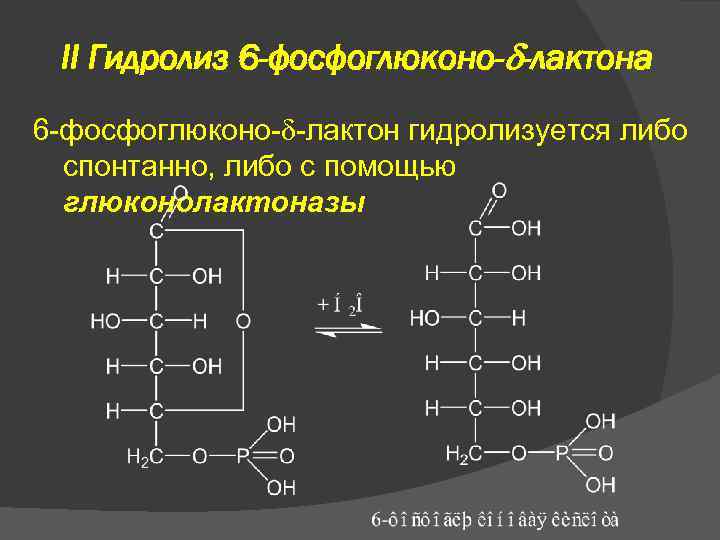 II Гидролиз 6 -фосфоглюконо- -лактона 6 -фосфоглюконо- -лактон гидролизуется либо спонтанно, либо с помощью