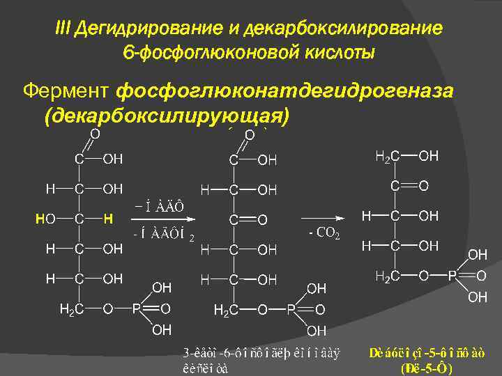 III Дегидрирование и декарбоксилирование 6 -фосфоглюконовой кислоты Фермент фосфоглюконатдегидрогеназа (декарбоксилирующая) 
