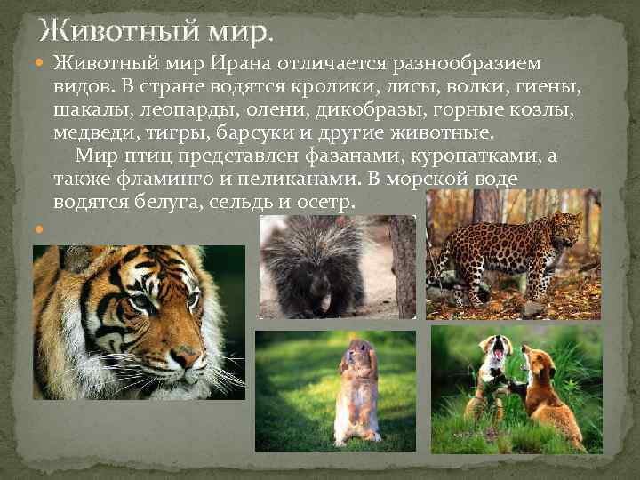 Животный мир Ирана отличается разнообразием видов. В стране водятся кролики, лисы, волки, гиены, шакалы,