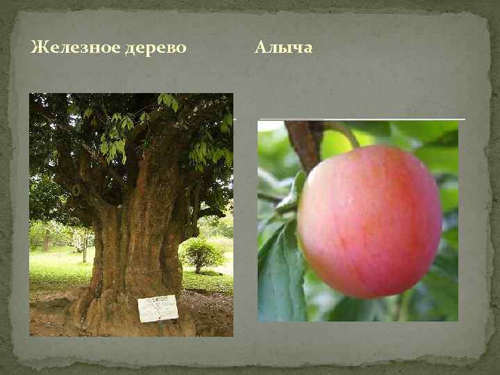 Железное дерево Алыча 