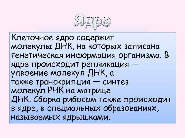 Ядро Клеточное ядро содержит молекулы ДНК, на которых записана генетическая информация организма. В ядре