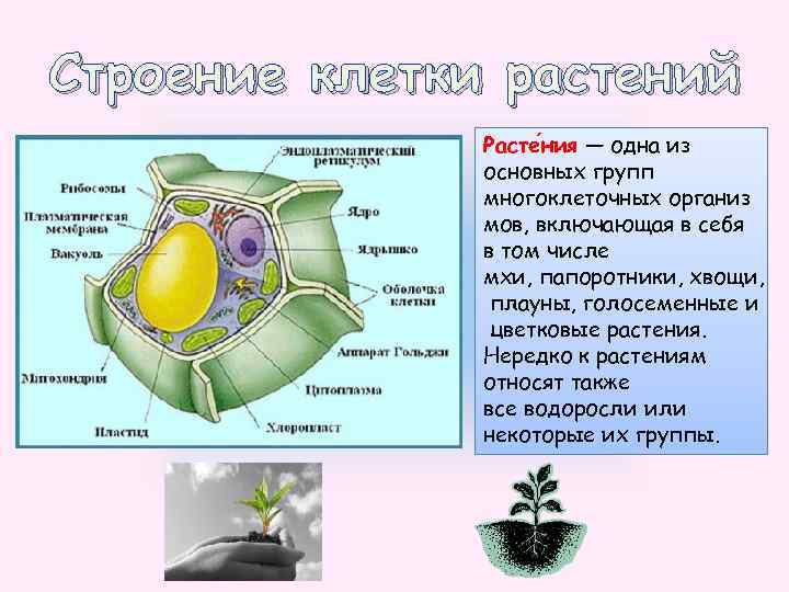 Клетка цветковых растений