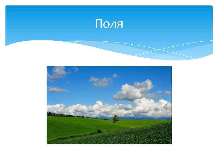Поля 