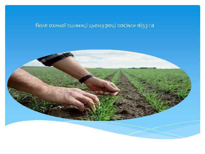 Поле озимої пшиниці цьому році посіяли 1653 га 