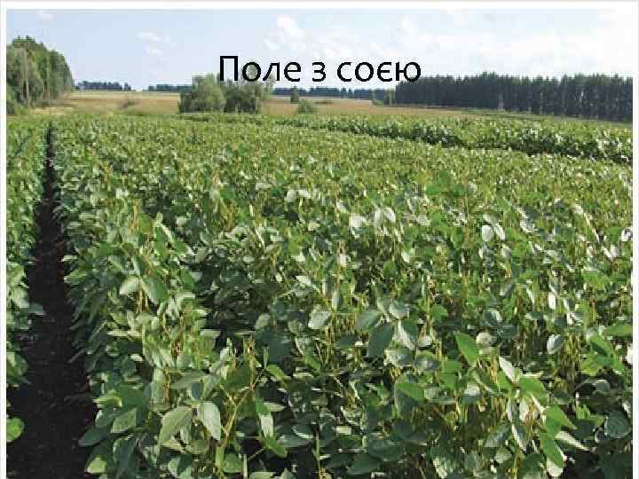 Поле з соєю 