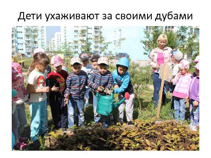 Дети ухаживают за своими дубами 