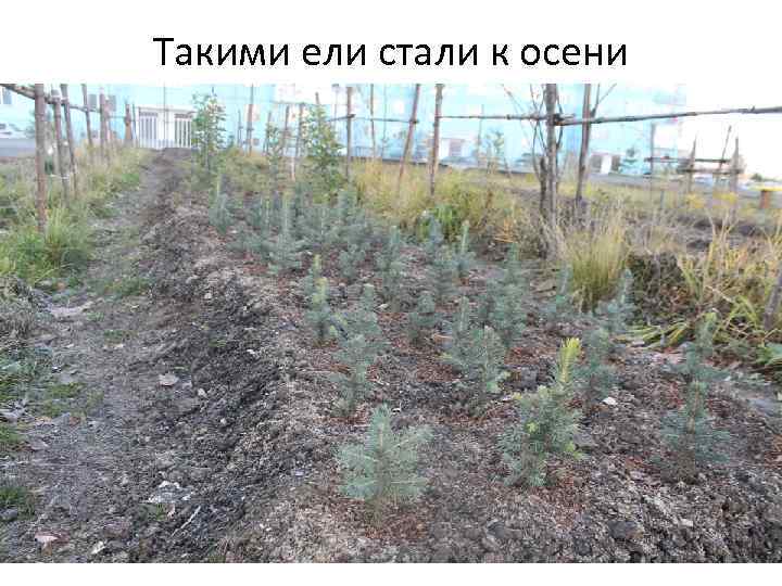 Такими ели стали к осени 