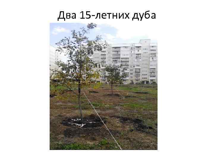 Два 15 -летних дуба 