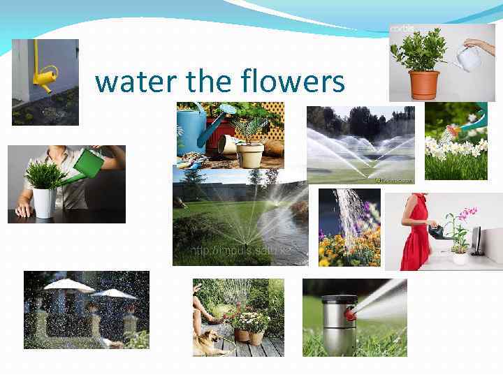 water the flowers 