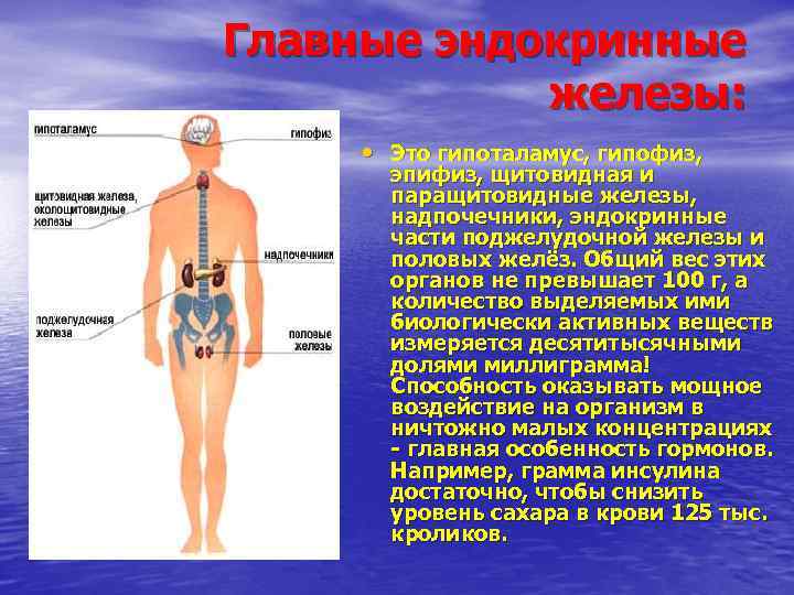 Главные эндокринные железы: • Это гипоталамус, гипофиз, эпифиз, щитовидная и паращитовидные железы, надпочечники, эндокринные