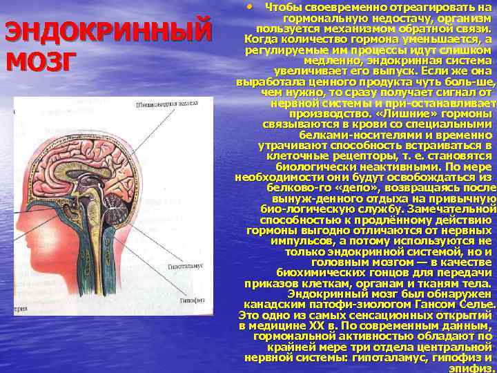 Проект про гормоны