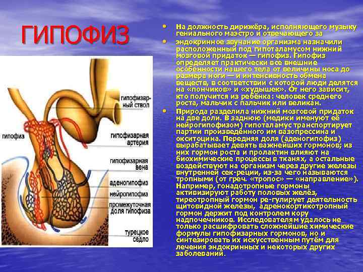ГИПОФИЗ • • • На должность дирижёра, исполняющего музыку гениального маэстро и отвечающего за
