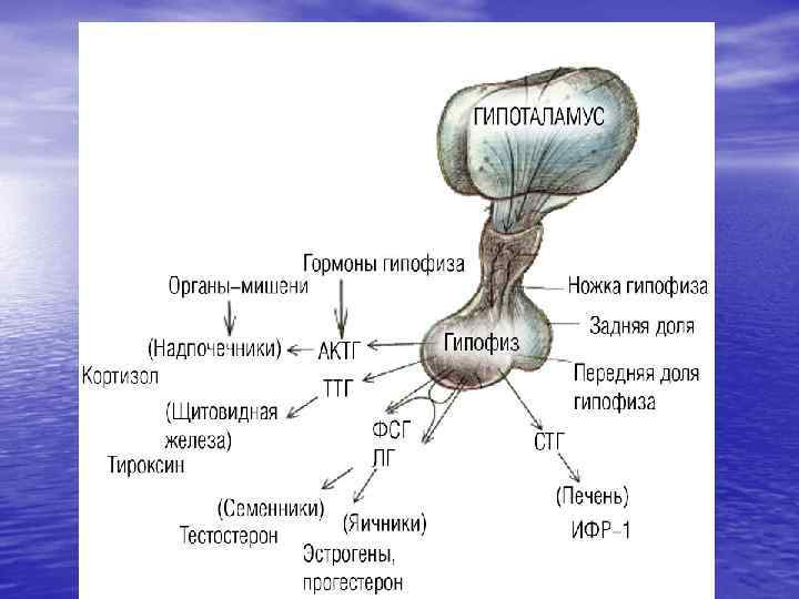 Гормоны рисунок