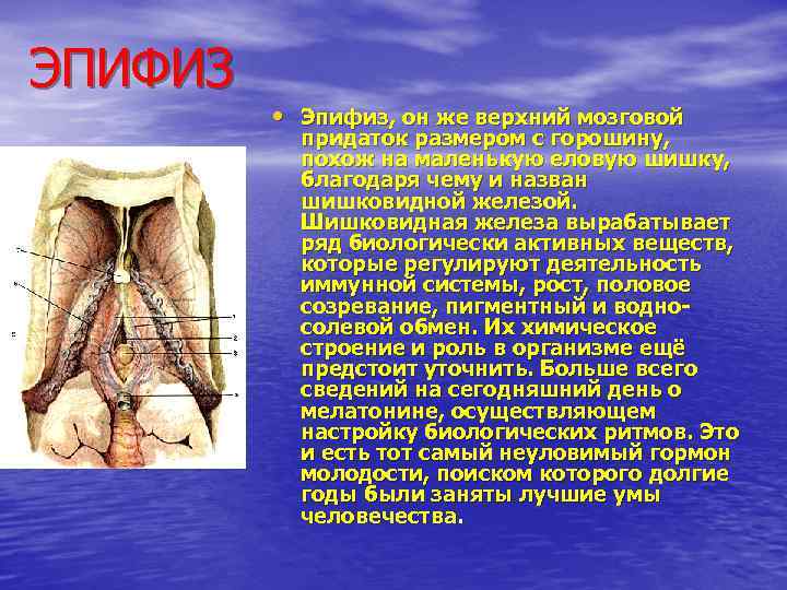 ЭПИФИЗ • Эпифиз, он же верхний мозговой придаток размером с горошину, похож на маленькую