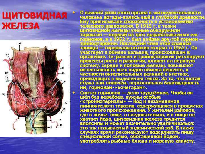 ЩИТОВИДНАЯ ЖЕЛЕЗА • О важной роли этого органа в жизнедеятельности • человека догады вались