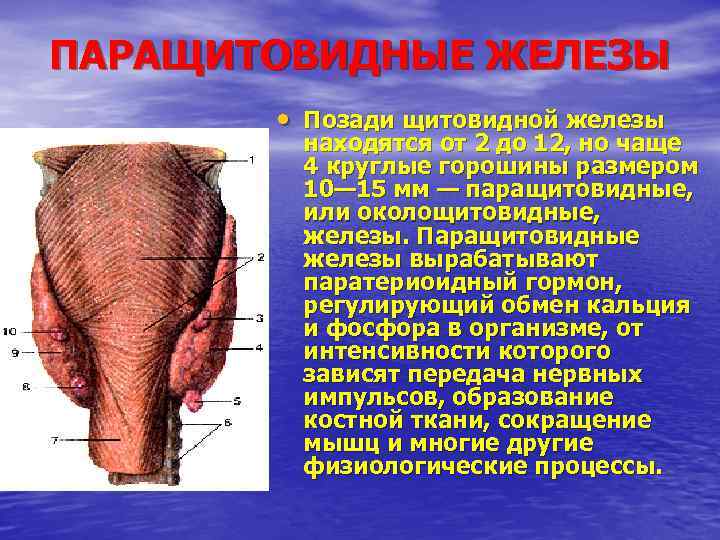 ПАРАЩИТОВИДНЫЕ ЖЕЛЕЗЫ • Позади щитовидной железы находятся от 2 до 12, но чаще 4