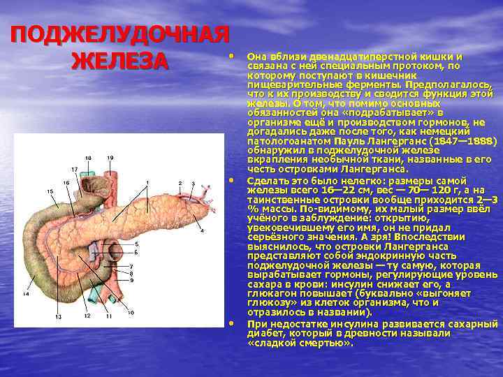 ПОДЖЕЛУДОЧНАЯ • ЖЕЛЕЗА • • Она вблизи двенадцатиперстной кишки и связана с ней специальным