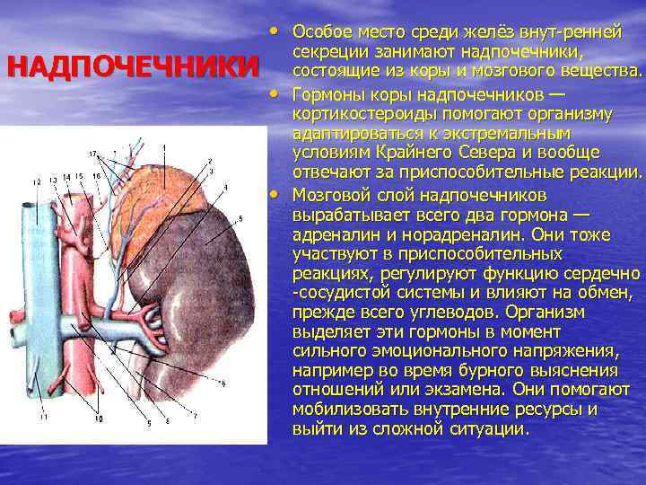  • Особое место среди желёз внут ренней НАДПОЧЕЧНИКИ • • секреции занимают надпочечники,