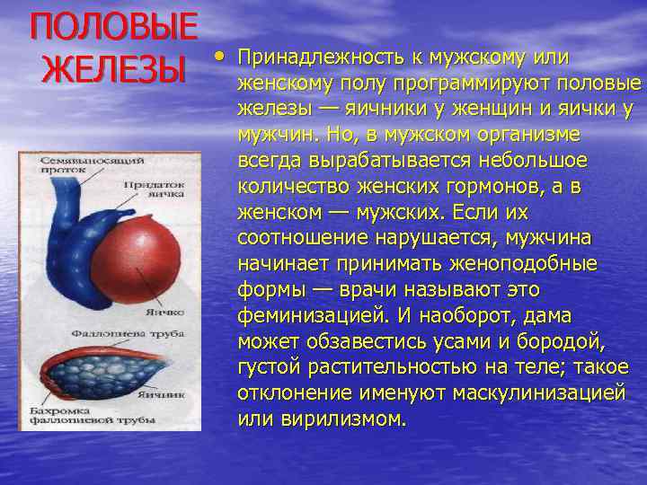 ПОЛОВЫЕ ЖЕЛЕЗЫ • Принадлежность к мужскому или женскому полу программируют половые железы — яичники