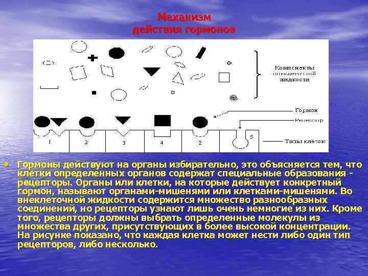 Механизм действия гормонов • Гормоны действуют на органы избирательно, это объясняется тем, что клетки