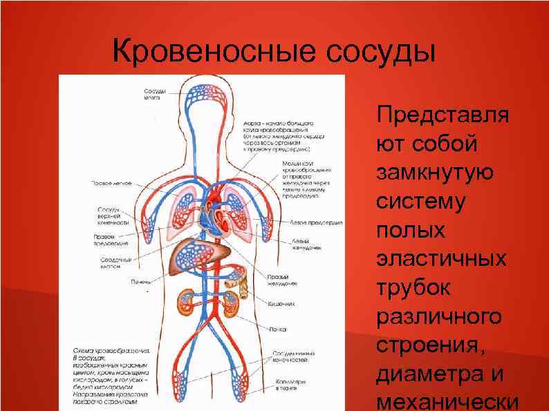 Строение сердечно сосудистой системы человека схема