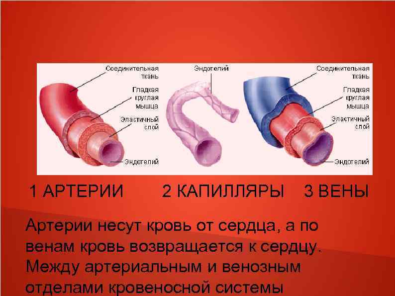 1 АРТЕРИИ 2 КАПИЛЛЯРЫ 3 ВЕНЫ Артерии несут кровь от сердца, а по венам