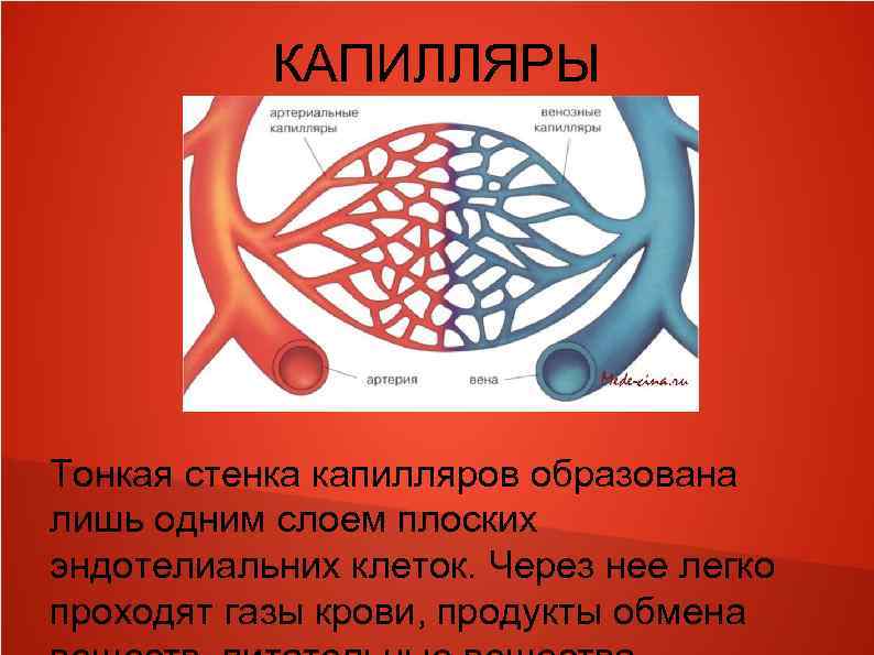 КАПИЛЛЯРЫ Тонкая стенка капилляров образована лишь одним слоем плоских эндотелиальних клеток. Через нее легко