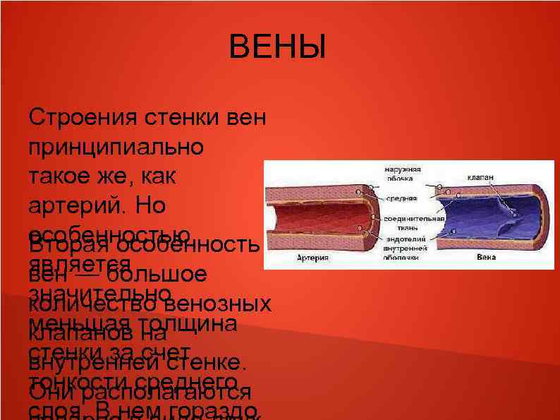 Особенности строения стенок артерий