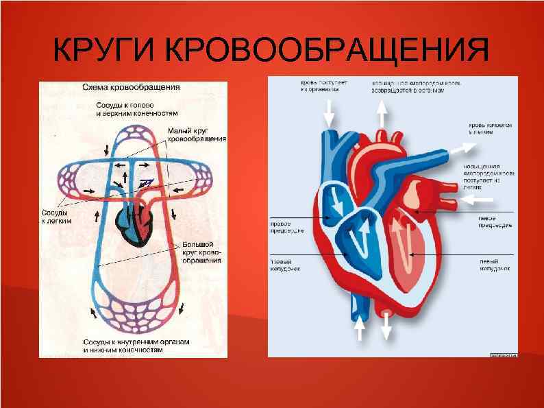 Кровообращение сердца 8 класс. Сердечно-сосудистая система схема кровообращения. Система кругов кровообращения. Строение сердца малый и большой круг. Круги кровообращения сердца схема.