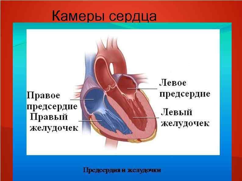 Камеры сердца 