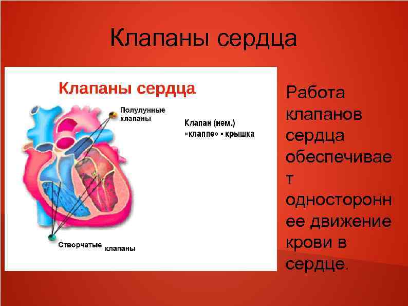 Левый клапан сердца. Клапаны сердца человека. Расположение клапанов сердца. Клапаны сердца кратко. Работа клапанов сердца.