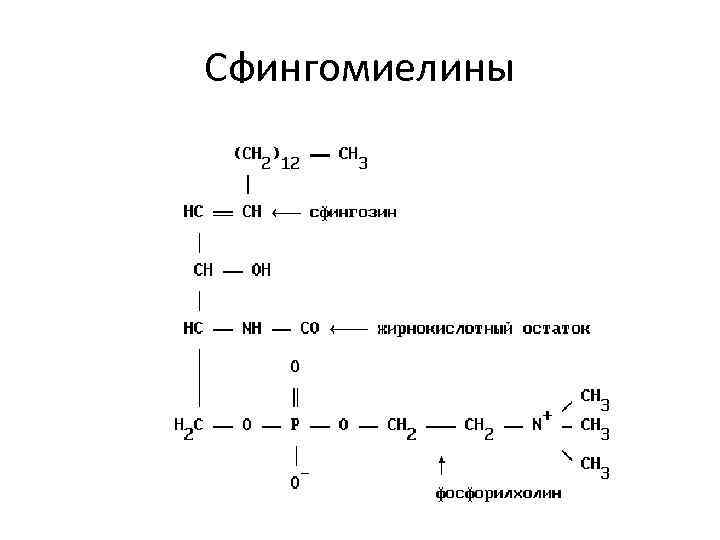 Сфингомиелины 