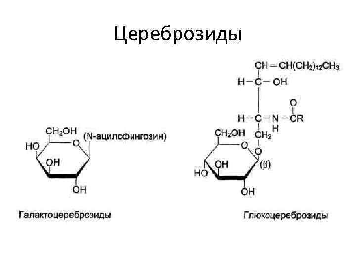 Цереброзиды 