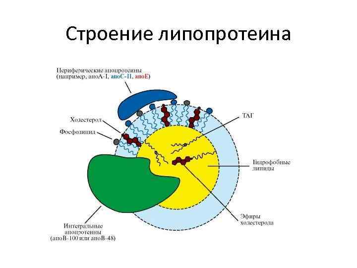 Строение липопротеина 