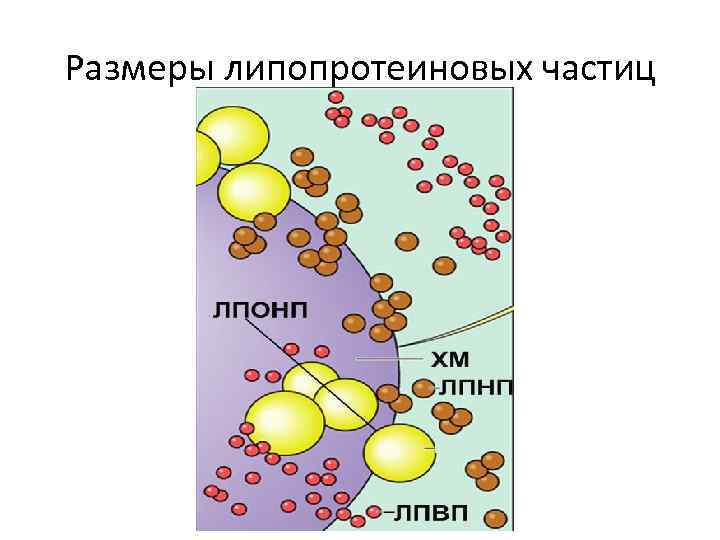 Размеры липопротеиновых частиц 